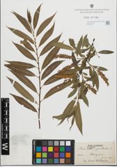 Foto von Salix fragilis L. x Salix pentandra L.